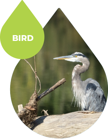 bird
